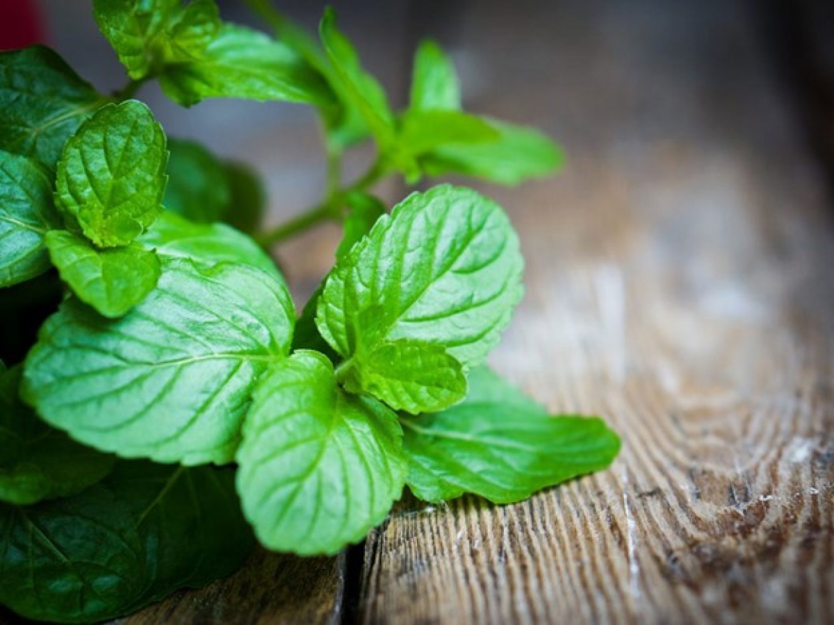 Tổng hợp các loại lá cây trị hôi miệng và cách sử dụng Lá bạc hà giúp loại bỏ vi khuẩn gây mùi, kích thích tiết nước bọt và mang lại cảm giác the mát sảng khoái