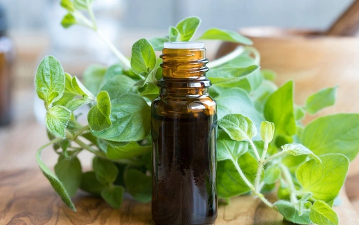 Tổng hợp các cách giảm đau răng nhanh nhất có hiệu quả tức thời Tinh dầu Oregano giàu carvacrol, một hợp chất kháng khuẩn và kháng viêm mạnh, giúp giảm đau và ngăn ngừa vi khuẩn lan rộng