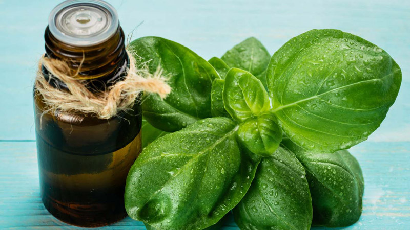 Tổng hợp các cách giảm đau răng nhanh nhất có hiệu quả tức thời Húng tây có tác dụng chống viêm và giảm đau nhờ các hợp chất chống oxy hóa tự nhiên