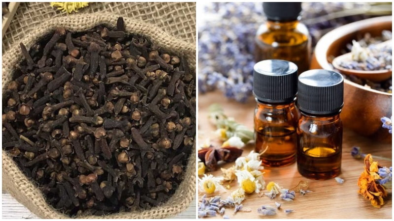 Đinh hương chứa eugenol có đặc tính kháng khuẩn, giúp làm dịu đau nhức và viêm trong khoang miệng