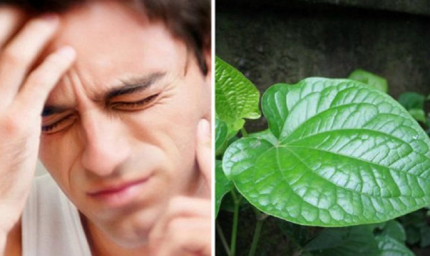 Lá lốt có tính ấm và khắc phục viêm tự nhiên làm giảm đau nhức răng