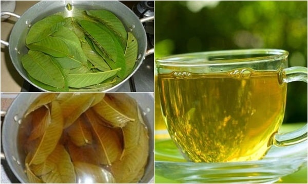 Trong lá ổi chứa nhiều hợp chất có hoạt tính sinh học cao mang lại nhiều lợi ích cho sức khỏe răng miệng