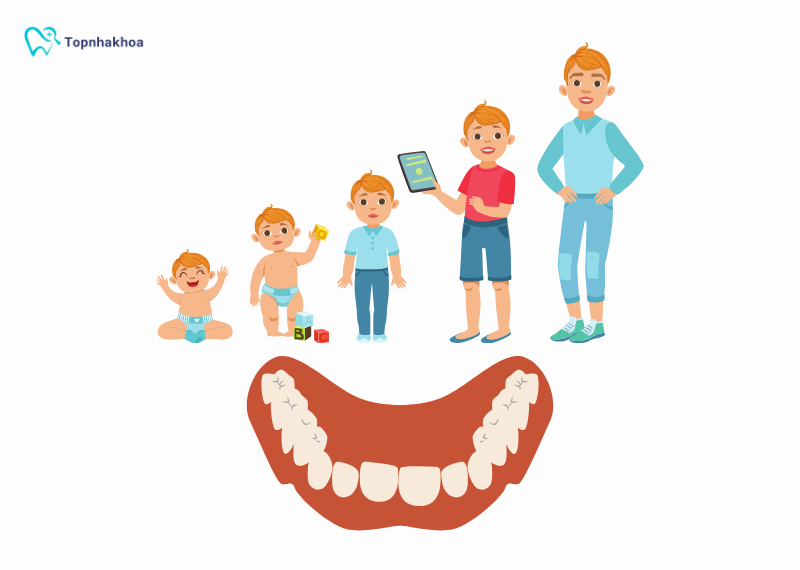 Những răng sữa nào không thay? Cách chăm sóc răng không thay Răng sữa không thay sẽ tồn tại đến suốt cuộc đời