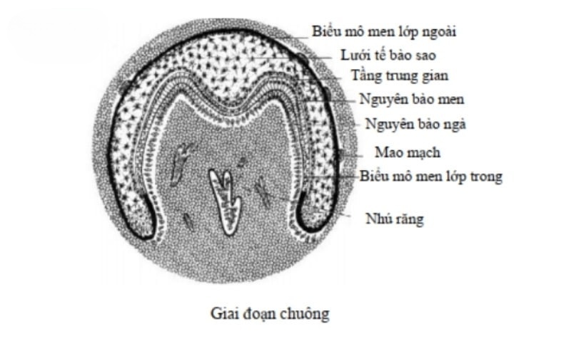 Giai đoạn chuông đánh dấu bằng sự phát triển và biệt hóa của mầm răng