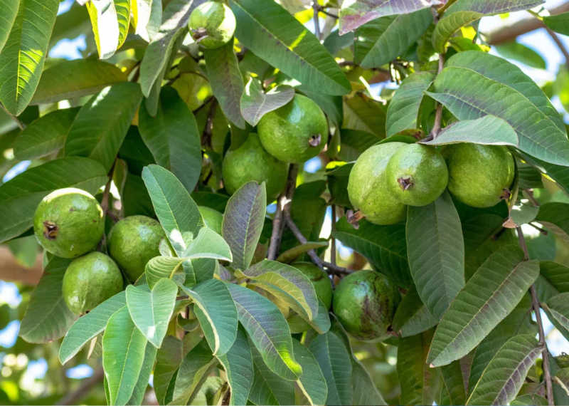 7 Cách trị sâu răng vĩnh viễn tại nhà đơn giản, an toàn Lá ổi chứa các hợp chất chống oxy hóa và tanin giúp giảm viêm