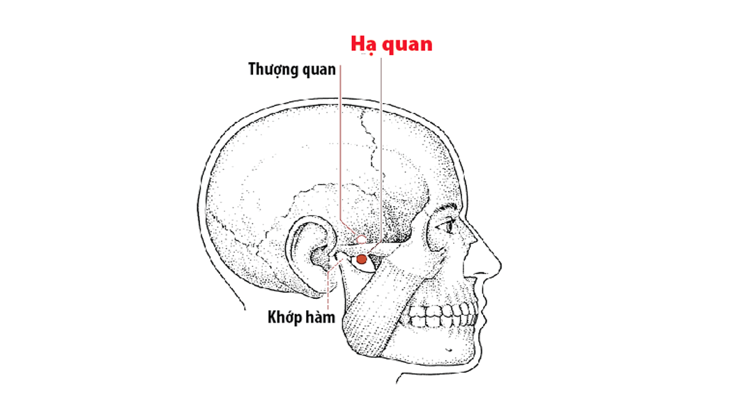 Đau răng bấm huyệt nào? Cách day bấm huyệt chữa đau răng Huyệt hạ quan nằm ở vị trí lõm gần tai, quanh khớp thái dương hàm