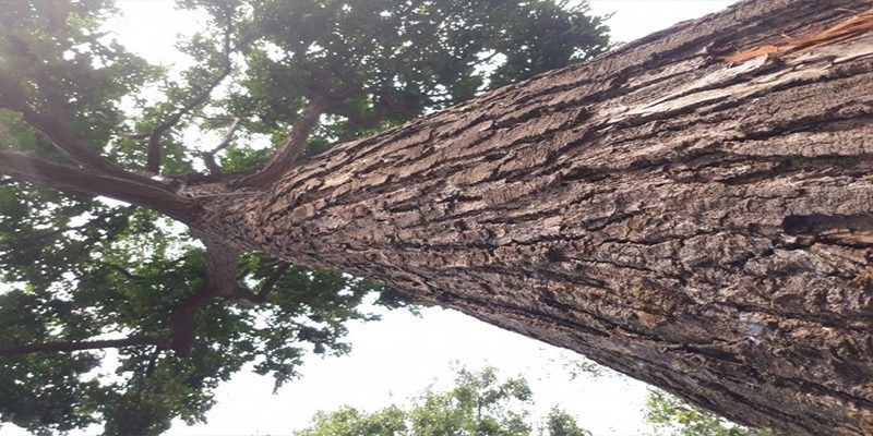 Cả vỏ, nhựa và thân cây đều được tận dụng trong đời sống và sản xuất