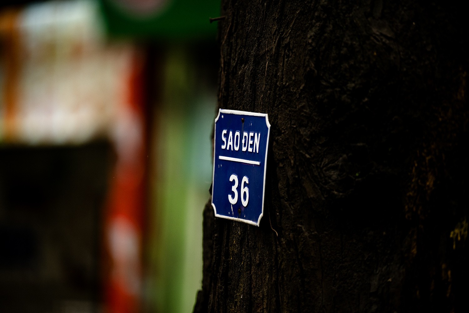 Vỏ cây sao có tác dụng trị đau răng hiệu quả