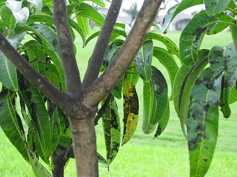 Bài thuốc dân gian sử dụng vỏ cây xoài trị đau răng an toàn Vỏ thân cây xoài là nguyên liệu dễ tìm kiếm tại Việt Nam