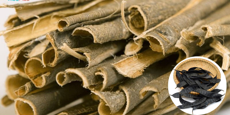 Bài thuốc dân gian sử dụng vỏ cây xoài trị đau răng an toàn Nhai trực tiếp vỏ xoài xanh 2 lần/ ngày sẽ thiếu giảm đau rõ rệt