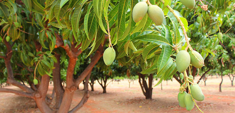 Bài thuốc dân gian sử dụng vỏ cây xoài trị đau răng an toàn Vỏ cây xoài chứa nhiều hoạt chất kháng khuẩn, chống viêm giúp trị đau răng