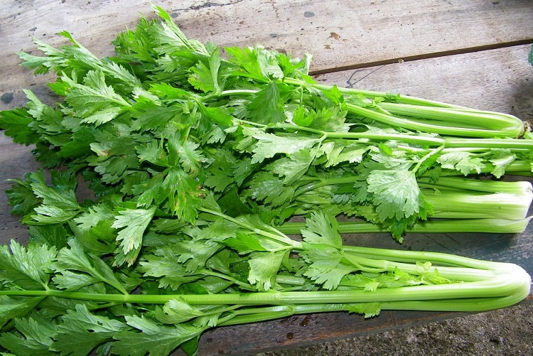 Cần tây tốt cho răng nhờ kết cấu giòn, nhiều chất xơ