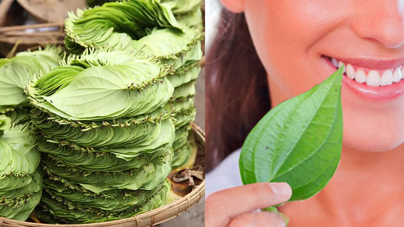 Lá lốt chữa đau răng có hiệu quả không? Bác sĩ giải đáp Cách dùng lá trầu không chữa đau răng đúng cách